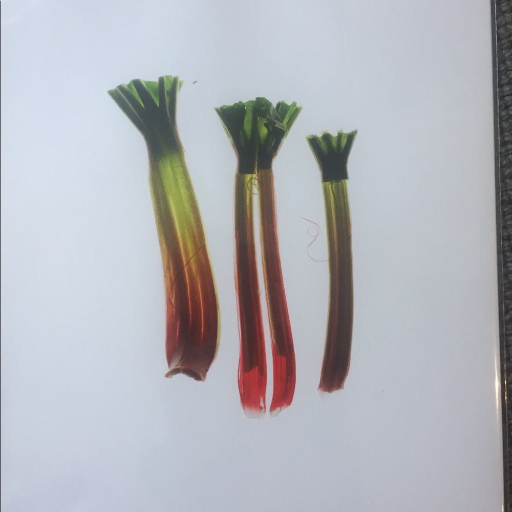 Photograph of celery by Maren Caruso